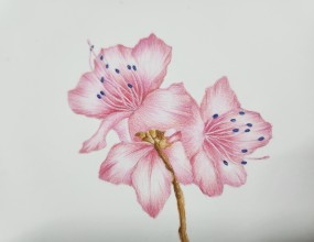 색연필로 그리는 보태니컬아트왕 초보 수강생이 그린 그림입니다~배우는곳 오산 한국문화센터자겾증반/ 취미반 수업은 수,목요일입니다