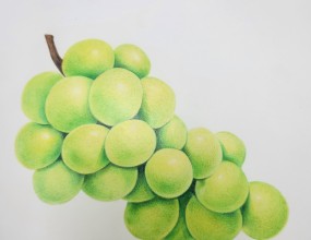 꽃, 과일, 식물 등을 자세히 묘사해내는 그림입니다~자격증반/취미반 수시 등록 받고있어요~인생취미 최고입니다~