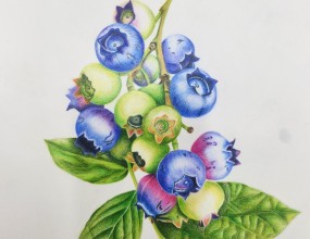 색연필 세밀화~&nbsp;&nbsp;수강생 작품입니다.요즘 제철인 블루베리 그리기~&nbsp;그림을 좋아하는 사람 누구나 배우러 오세요~정말 매력있는 보태니컬아트 입니다~수시등록 받고있어요~