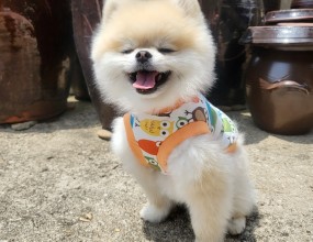 넘~~~ 예쁘죠~^^예쁜 모델은 2.5kg 나가는 포메라니안 입니다.엄마가 맞춤 제작 민소매 티셔츠를 만들어 줬다고 웃고있네요~ㅎㅎ수업은 수/목요일에 있습니다~