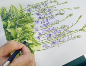 색연필로 세밀하게 꽃, 식물, 과일 등을 그리는 그림~실력 좋은 수강생 작품 입니다~최고의 퀄리티 그림이죠~ㅎㅎ수시 등록 받고있습니다~지금 도전해 보세요~^^&nbsp;