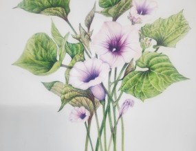 직장인 수강생이 퇴근 후에 열공하셔서 완성한 고구마 꽃입니다.고구마 꽃은 쉽게 접할 수 있는 꽃이 아니라 구경하세요~보태니컬은 색연필화 세밀화&nbsp;식물/꽃/과일등을 그리는 그림입니다.1:1 개별진도로 수업 / 수시등록 가능&nbsp;&nbsp;수요일 오전 10시부터 오후 9시까지&nbsp; 목요일 오전 10시부터 오후 4시까지 수업 가능하니&nbsp;등록 후&nbsp; 편안한 시간에 나오시면 수강 할 수 있습니다.